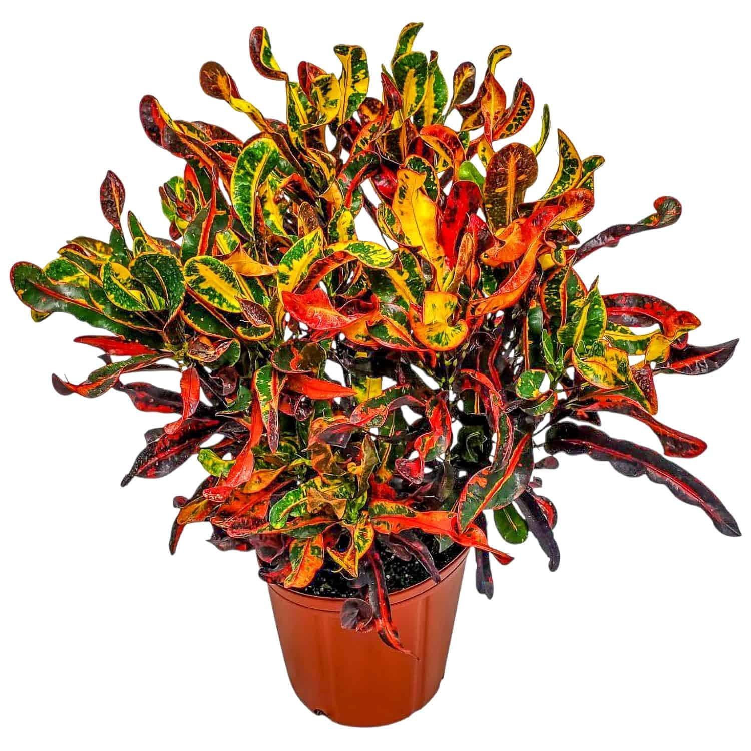 Croton