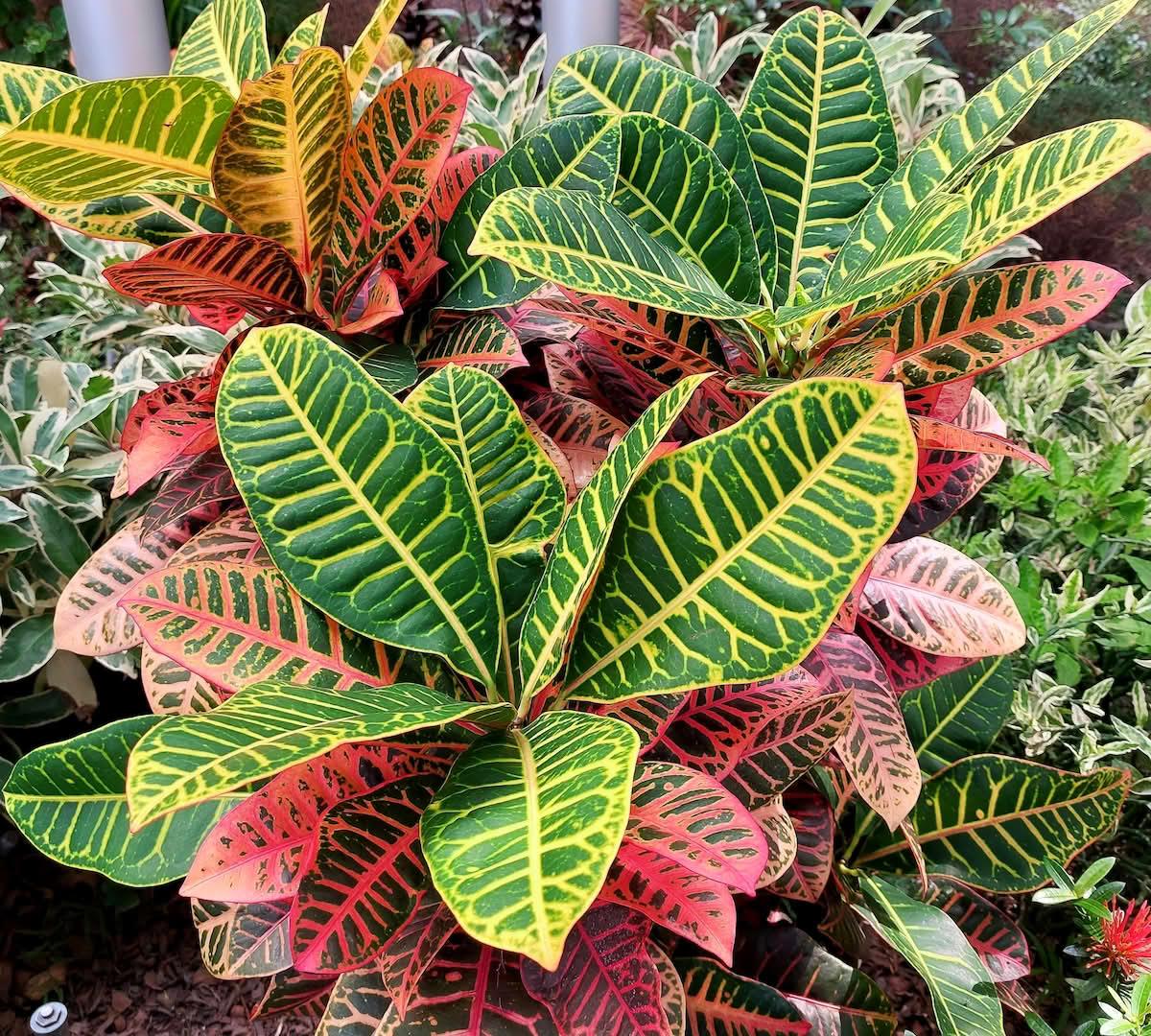 Croton