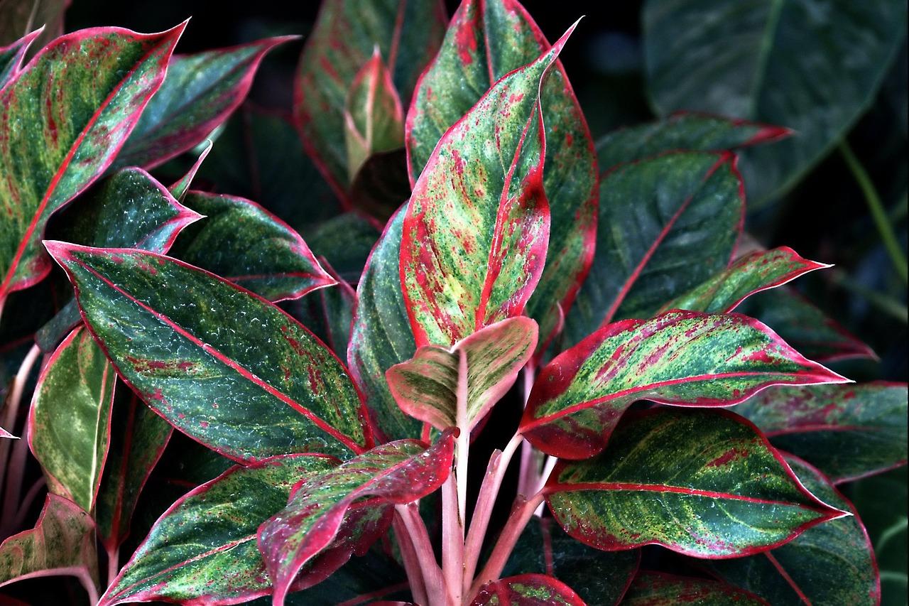 Aglaonema
