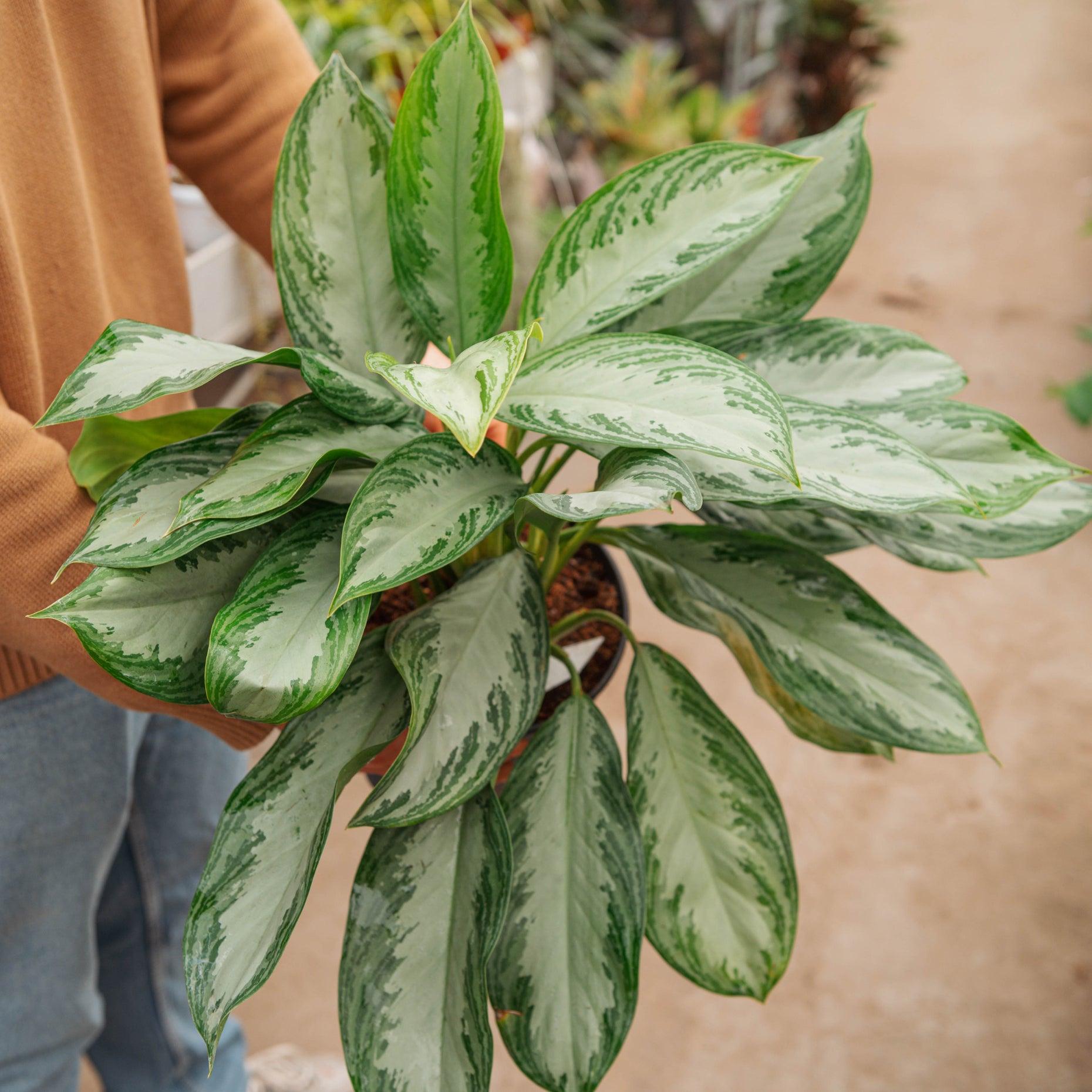 Aglaonema