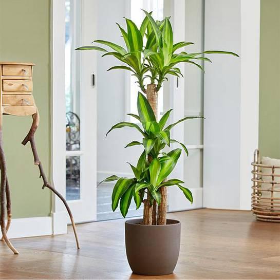 Dracaena