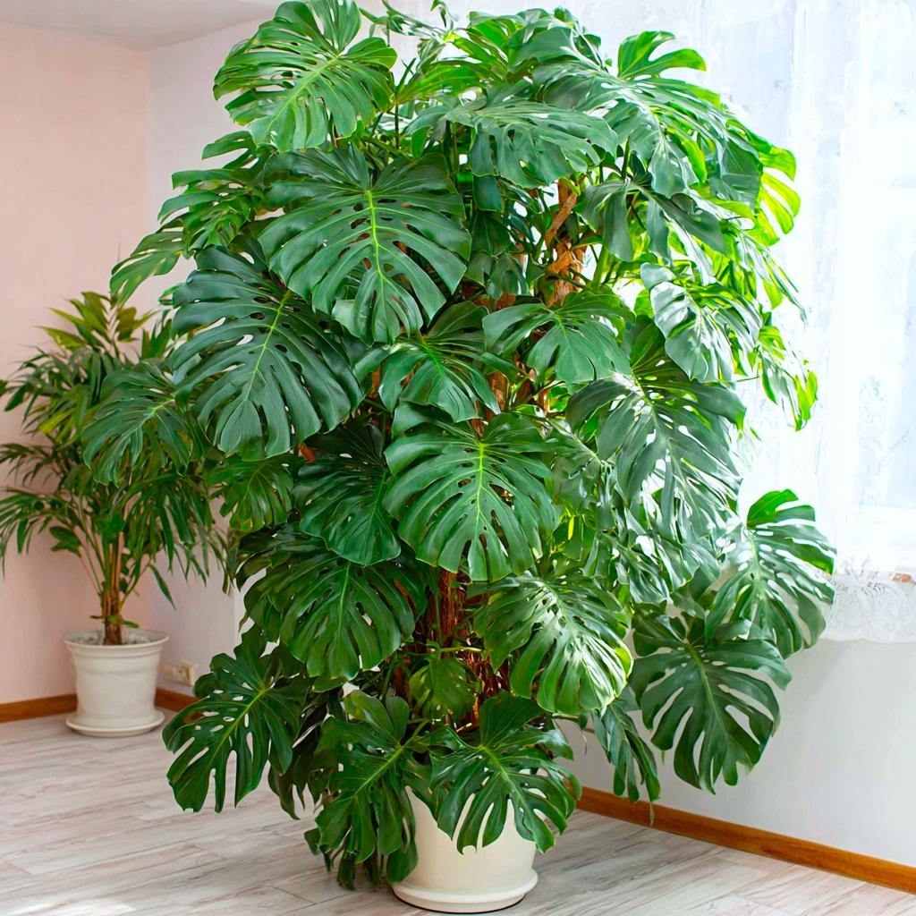 Monstera