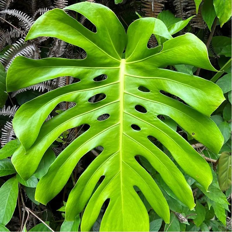 Monstera