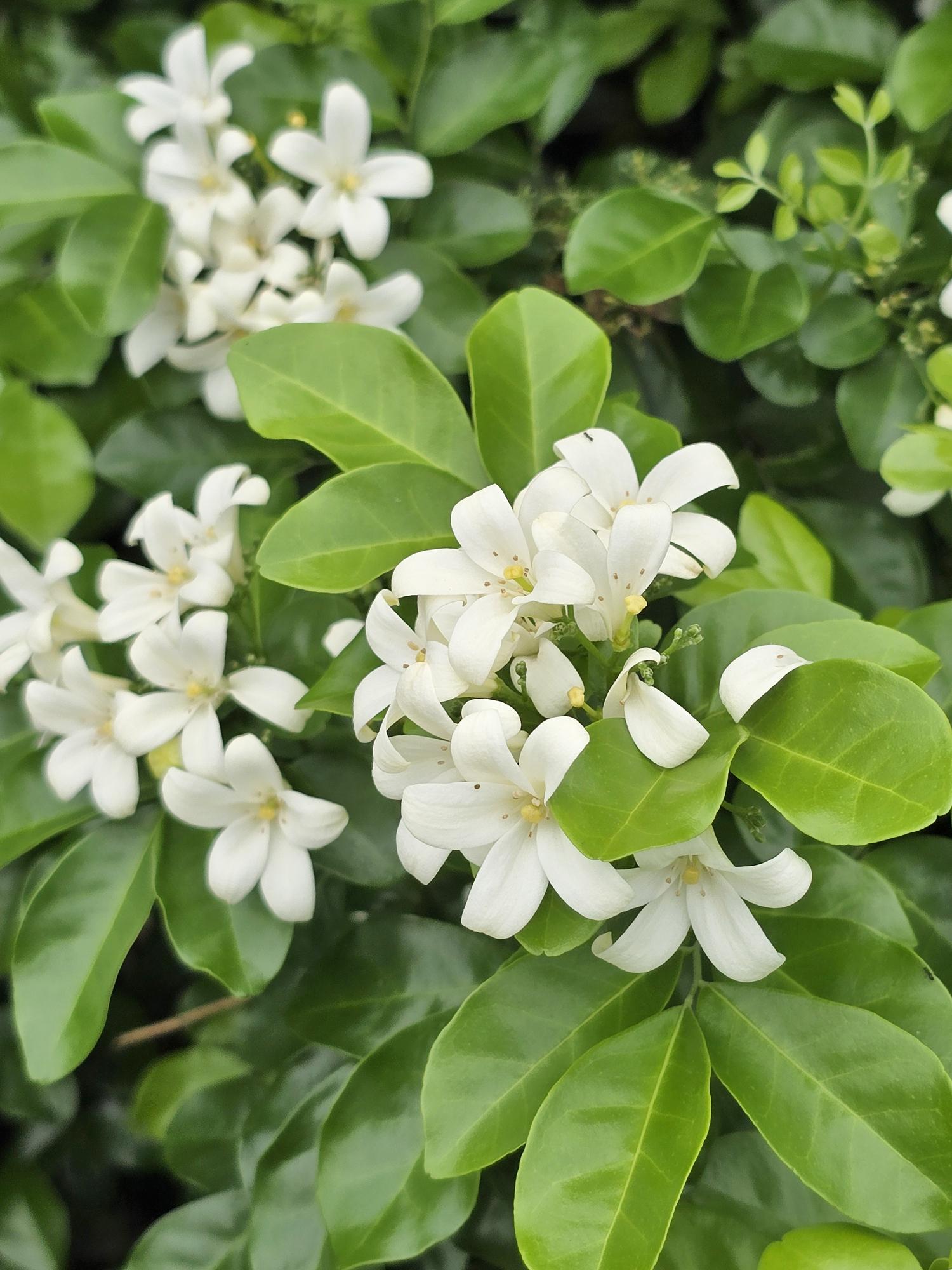 Murraya