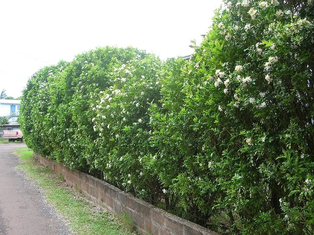 Murraya