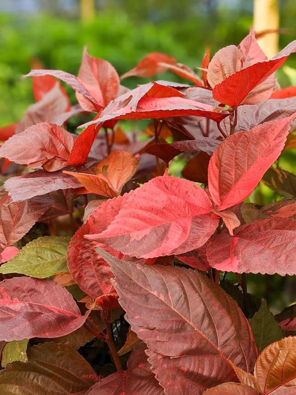 Acalypha