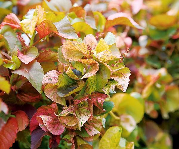 Acalypha