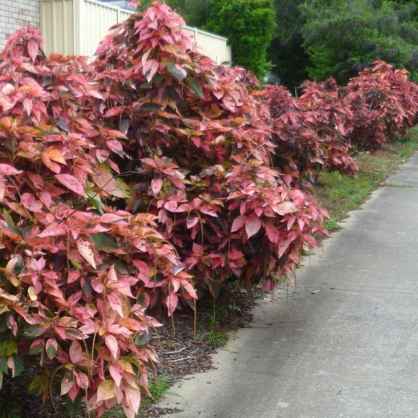 Acalypha