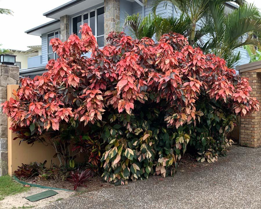 Acalypha