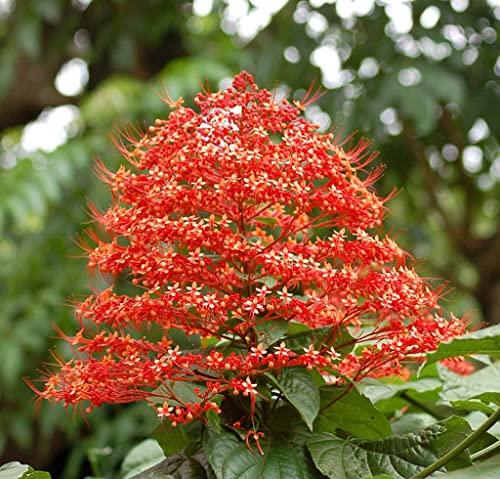 Clerodendrum