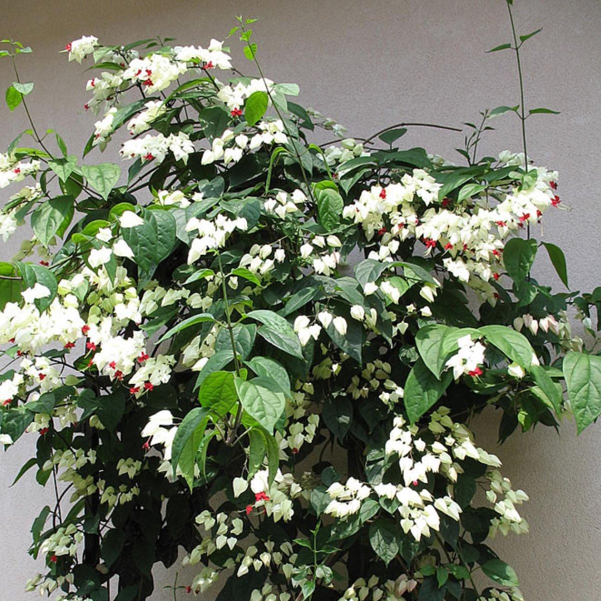 Clerodendrum