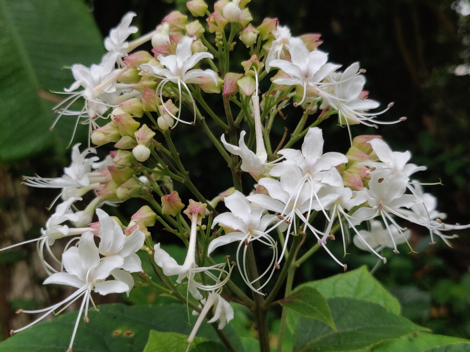 Clerodendrum