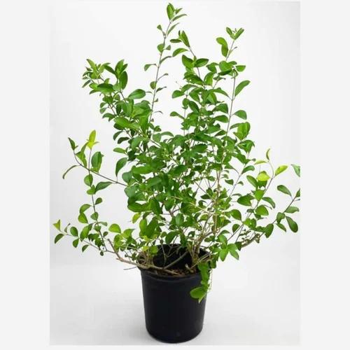 Clerodendrum