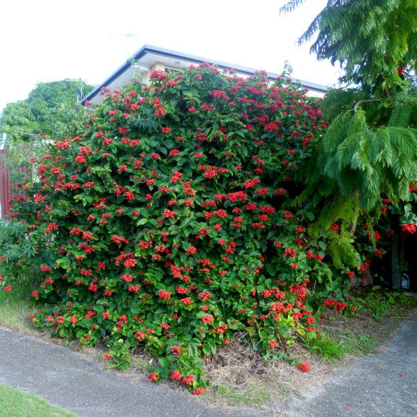 Clerodendrum