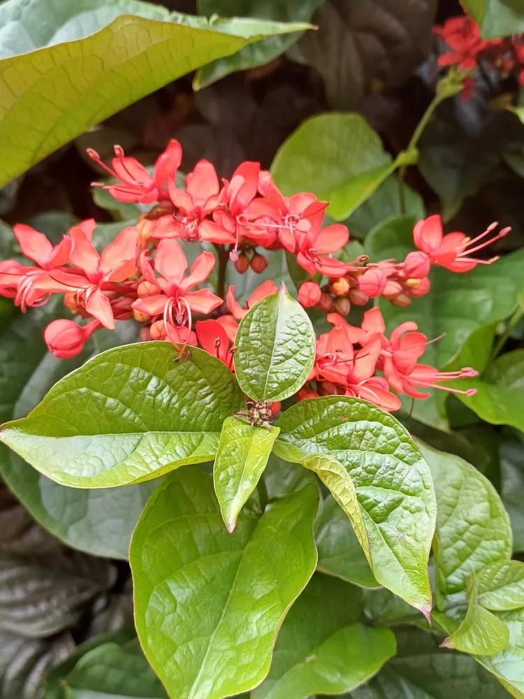 Clerodendrum