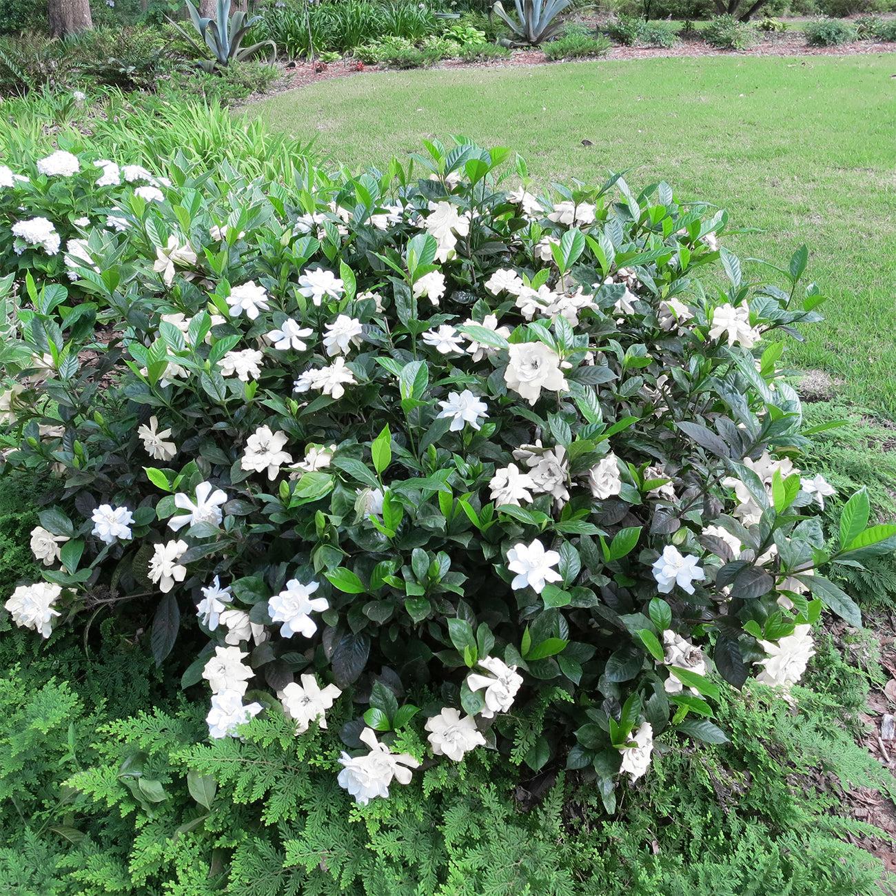 Gardenia