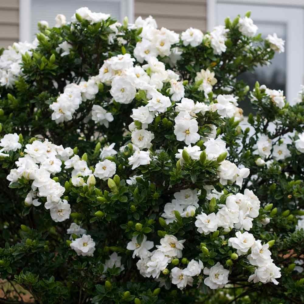 Gardenia