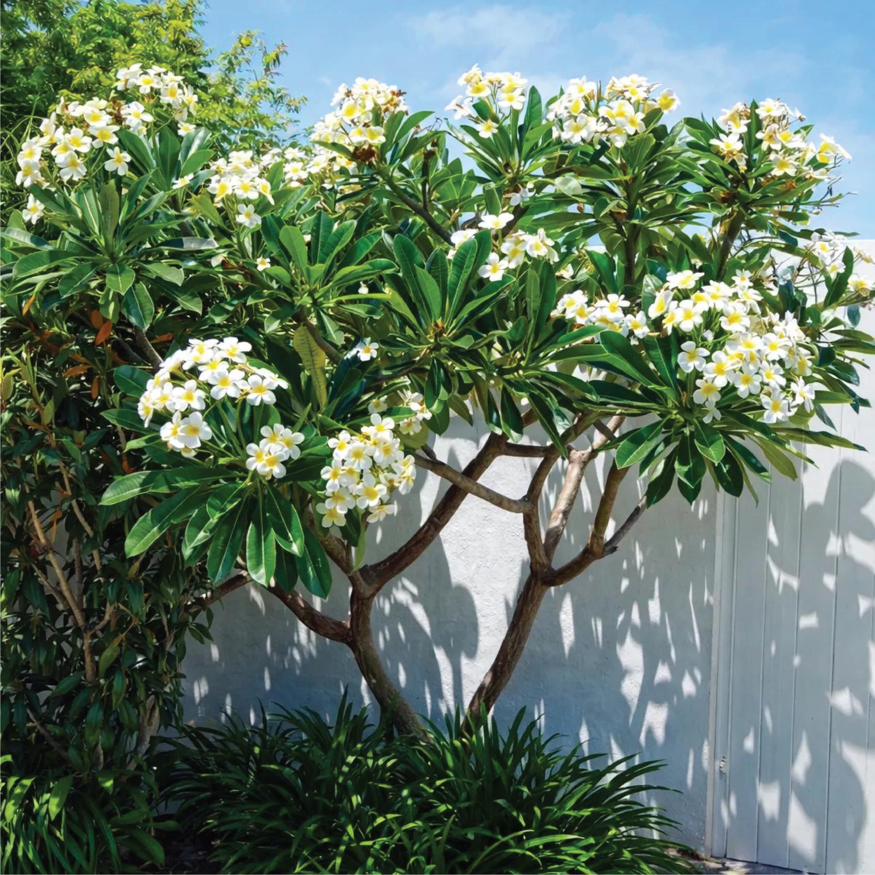 Plumeria
