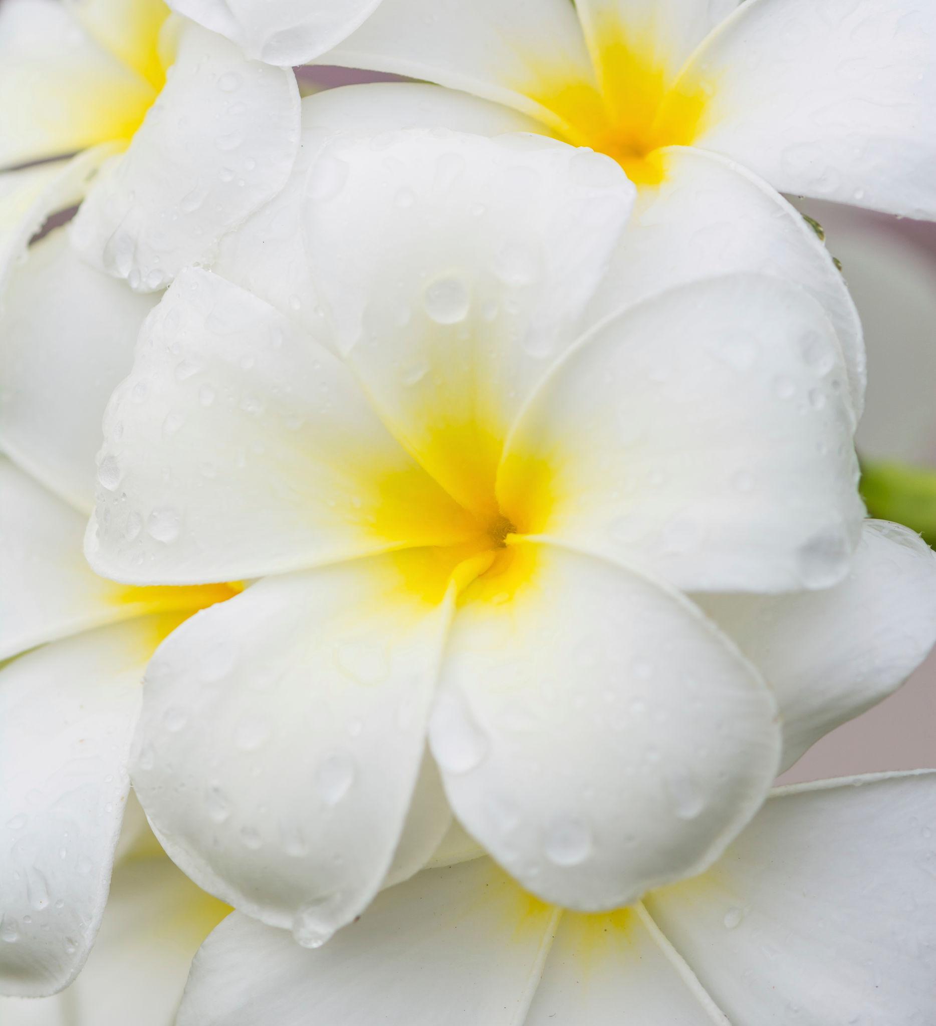 Plumeria