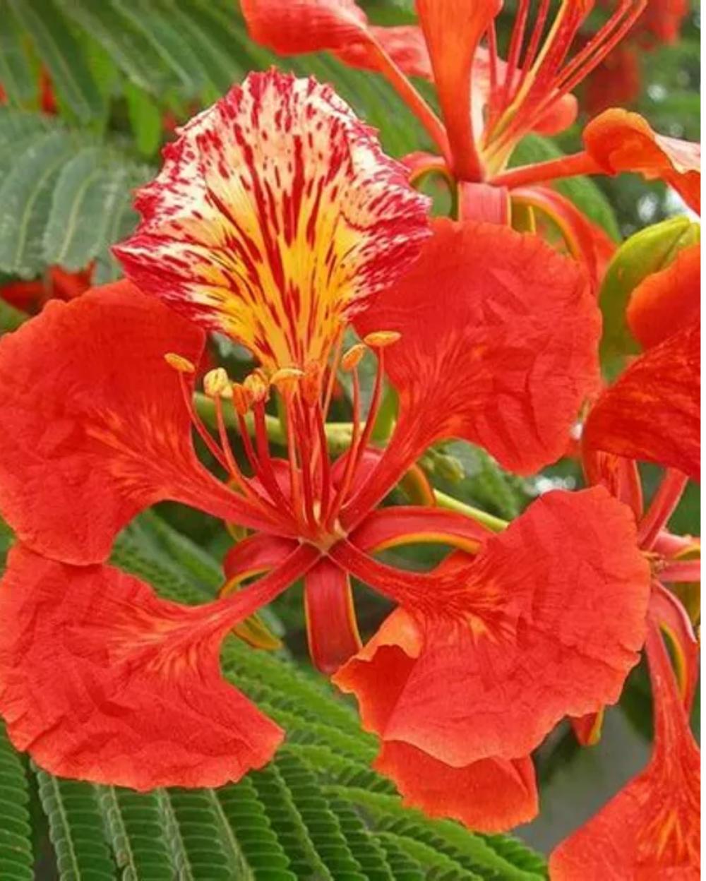 Gulmohar