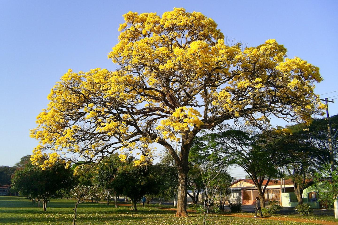 Tabebuia