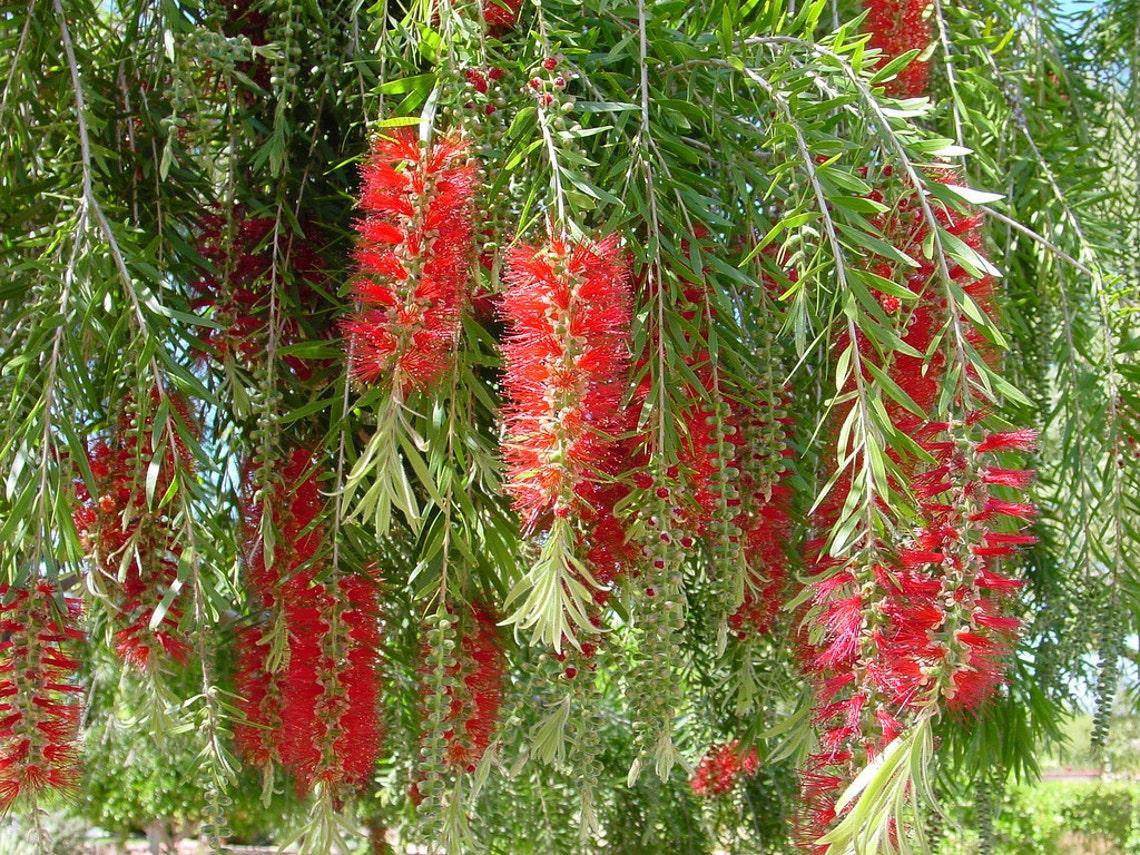 Bottlebrush
