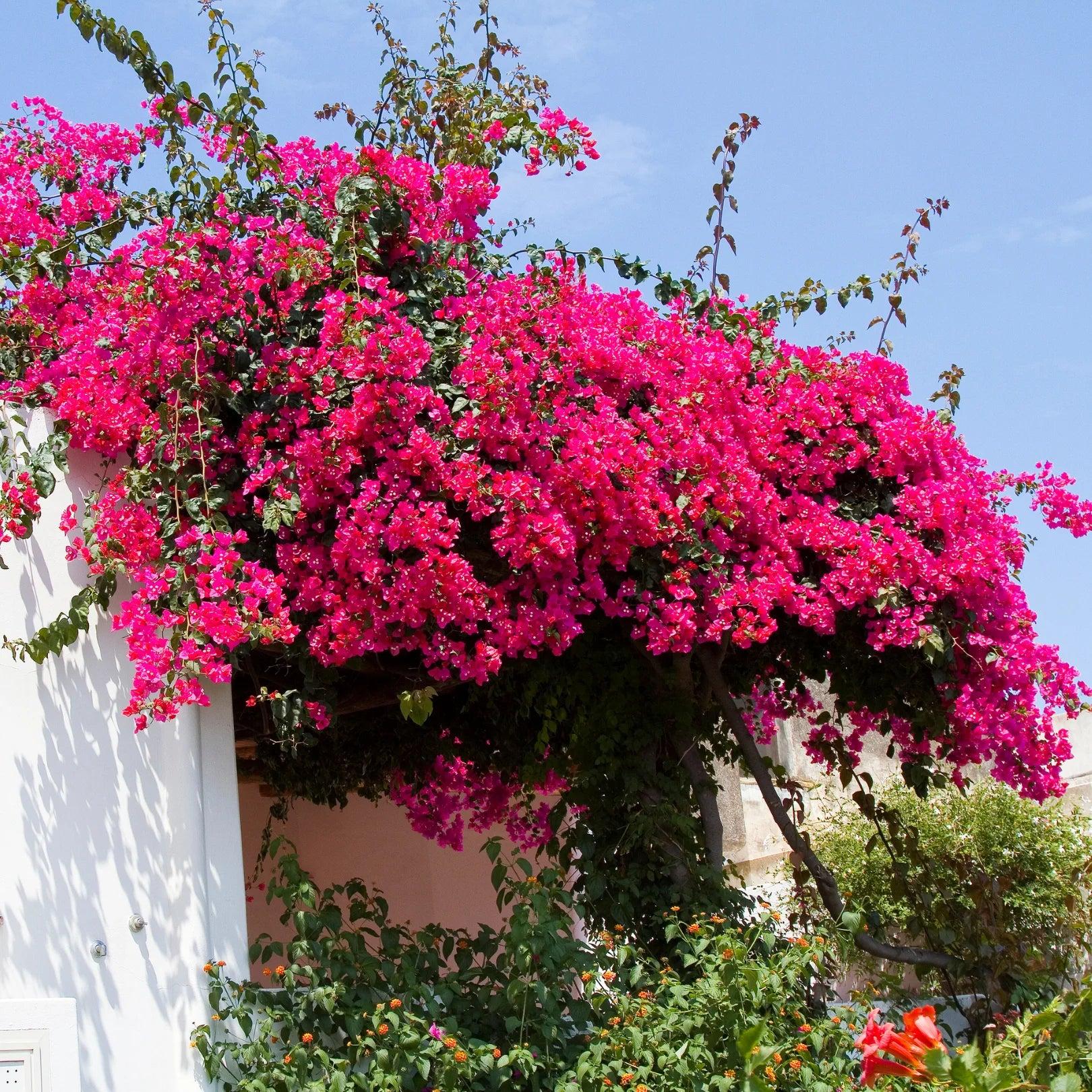 Bougainvillea
